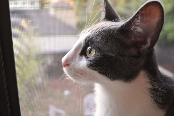 Teardown cat with repaired window screen