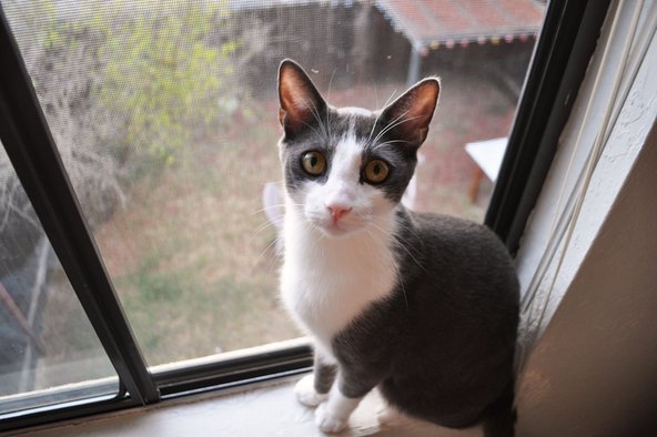 Teardown cat with the repaired window screen