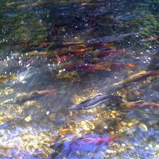 SOLVED: iPhone sim card no service after slight water damage - iPhone