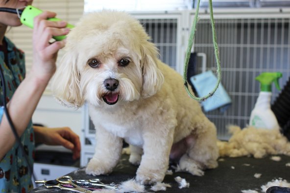 Cute dog with lots of pet hair that gets caught in a vacuum