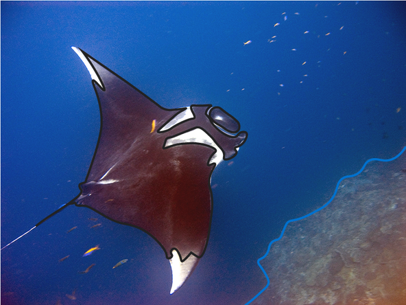 Manta ray