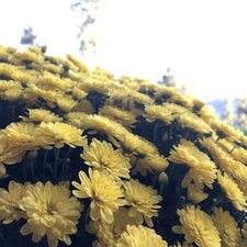 SOLVED: Dropped iPhone SE in water, help - iPhone SE - iFixit