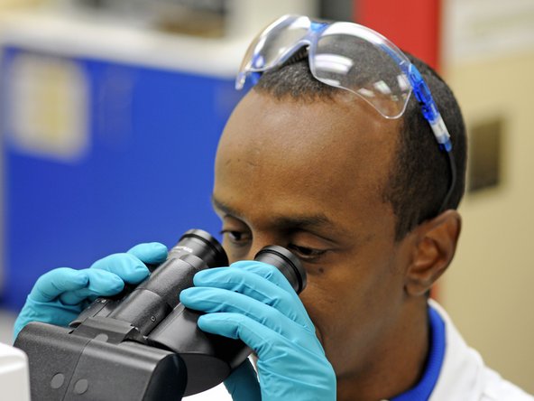 Image 1/2: ...ready for the transmission electron microscope (TEM).