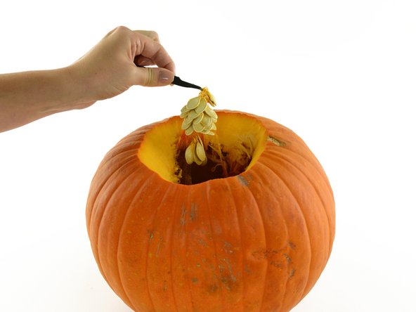 scopping out pumpkin guts with an iFixit angled tweezer