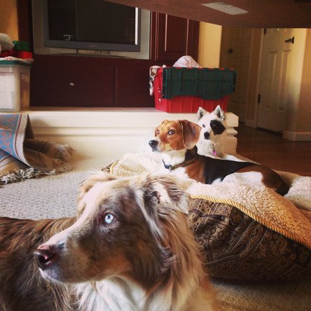 Three dogs that clog up vacuums with their pet hair